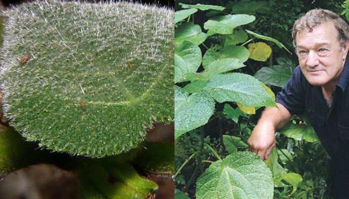 Kisah Mengerikan Tanaman Gympie-Gympie, Bisa Memicu Bunuh Diri