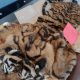 2 Penjual Kulit Harimau Sumatra Divonis 2 Tahun 6 Bulan Penjara