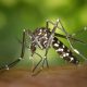 Nias Selatan Darurat Wabah DBD - Malaria, 8 Orang Meninggal Dunia