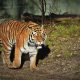 Harimau Sumatra Terkam Petani di Langkat, Diduga yang Dilepasliarkan Kementerian LHK