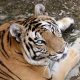 Harimau Benggala Kembali Mati di Medan Zoo, Dipicu Kandang dan Pakan Tak Layak