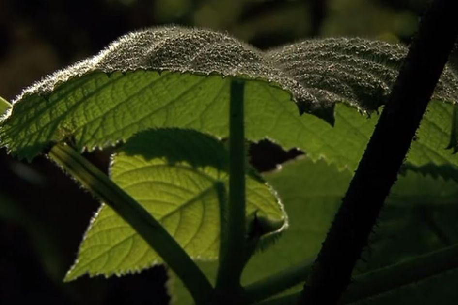 Kisah Mengerikan Tanaman Gympie-Gympie, Bisa Memicu Bunuh Diri