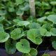 Centella Asiatica: Si Mungil Kaya Manfaat untuk Kecantikan Kulitmu
