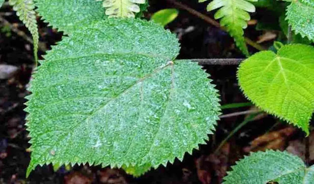 Kisah Mengerikan Tanaman Gympie-Gympie, Bisa Memicu Bunuh Diri