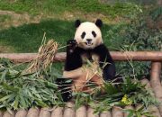 Tangis Perpisahan Warga Korea Selatan Iringi Panda Fu Bao Kembali ke Kampung Halaman