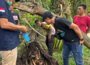 Kerangka Manusia Ditemukan di Dalam Pohon Aren Tumbang di Sergai