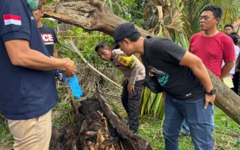 Kerangka Manusia Ditemukan di Dalam Pohon Aren Tumbang di Sergai