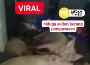 Viral Mobil Makan Bergizi Gratis di Sumut Angkut Babi dan Ayam