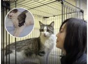 Ditinggal Pemiliknya di Apartemen Terkunci, Kucing Ini Bertahan Hidup dengan Minum Air Toilet