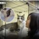 Ditinggal Pemiliknya di Apartemen Terkunci, Kucing Ini Bertahan Hidup dengan Minum Air Toilet