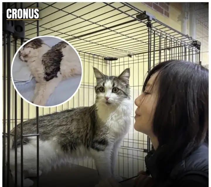 Ditinggal Pemiliknya di Apartemen Terkunci, Kucing Ini Bertahan Hidup dengan Minum Air Toilet
