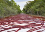 Konvoi Tahunan, 100 Juta Kepiting Merah Kuasai Pulau Christmas